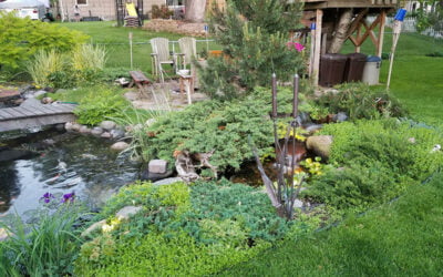 The Best Plants to Complement Your Water Feature in Minnesota