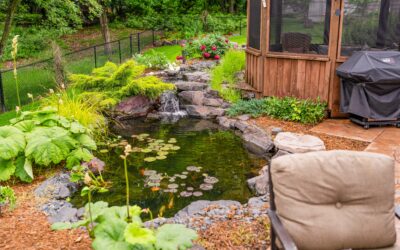 Understanding the Nitrogen Cycle in Your Backyard Pond