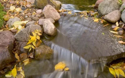 Fall Prep for Your Ecosystem Pond – Essential Late-Summer Tips from Pond King Water Gardens