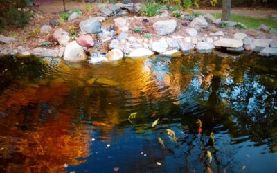 Will My Koi Survive the Winter in Minnesota?